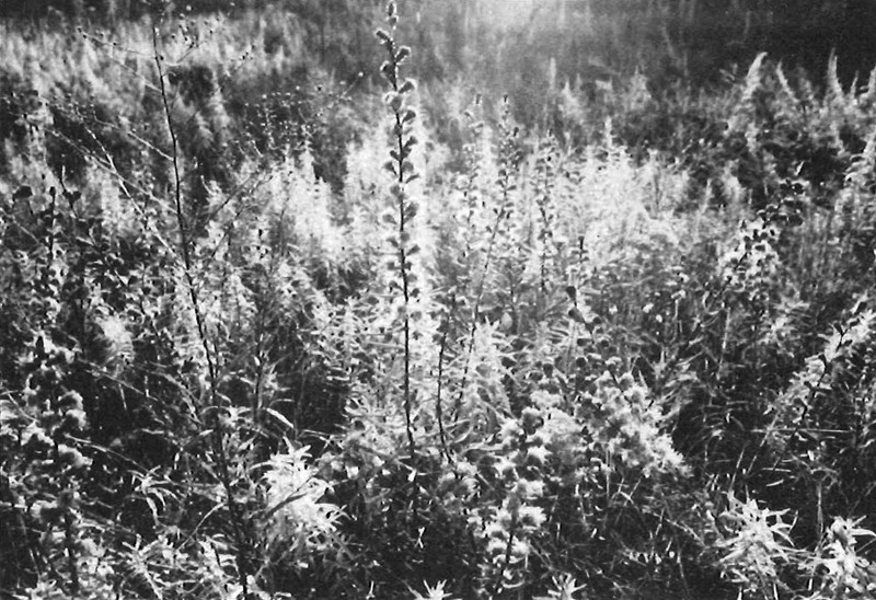Prairie plants in a species-rich plot in prairie-like grassland. 