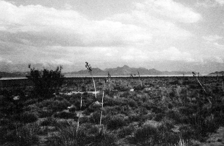 Grassland of earlier in the century has disappeared on the Range