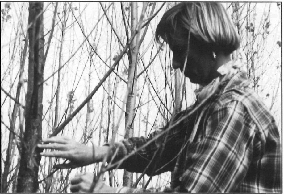 Sandy Halstead examines three-year-old hybrid poplar