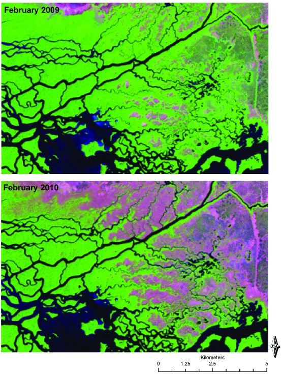February 2009 and 2010 Landsat TM imagery of Shark River, Everglades Natl. Park