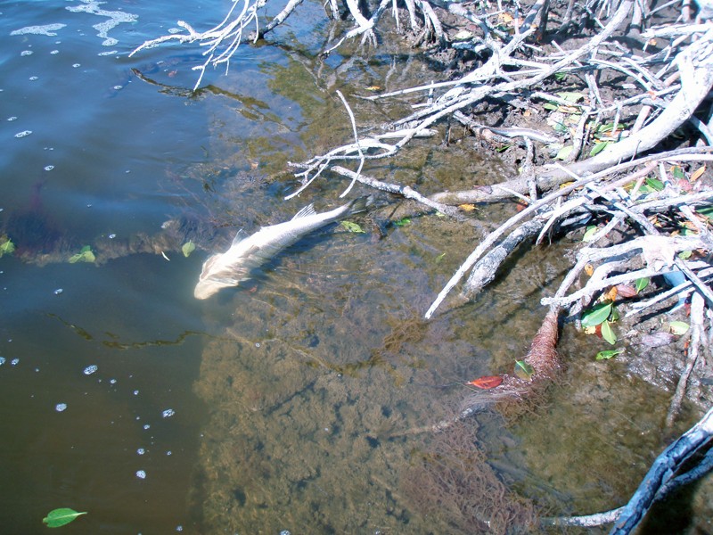 A large adult snook along the mangrove shoreline.