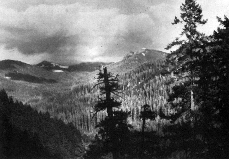 Old-growth Douglas fir forests like these produce tremendous amounts of carbon.