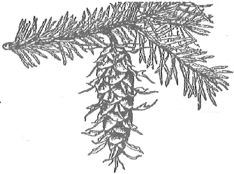 Pine cone illustration