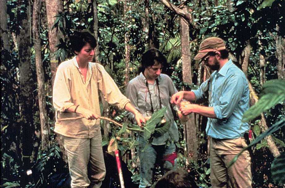 Census of trees in forest of the Luquillo Mountains, Puerto Rico