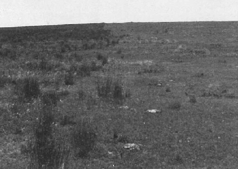 Old field (on left) 53 years after abandonment