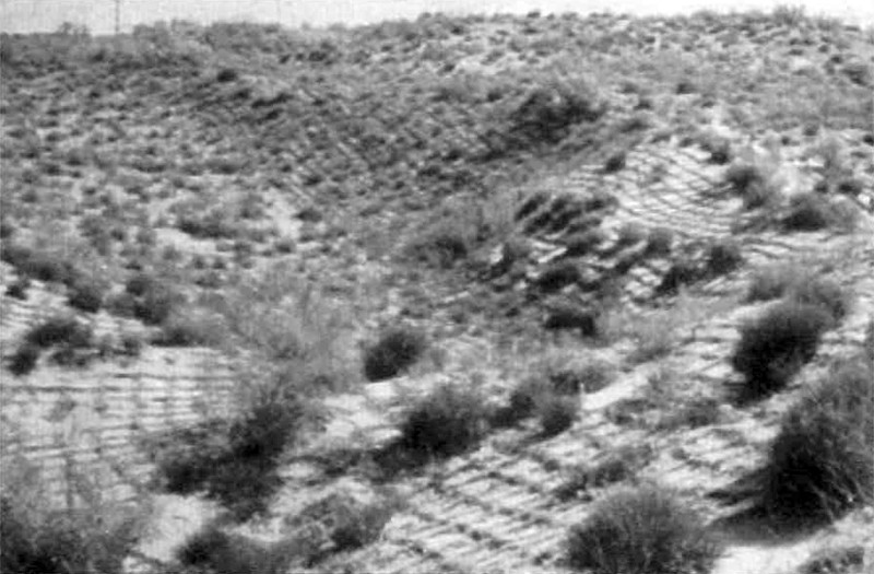 At the Shapotou Desert Experimental and Research Station