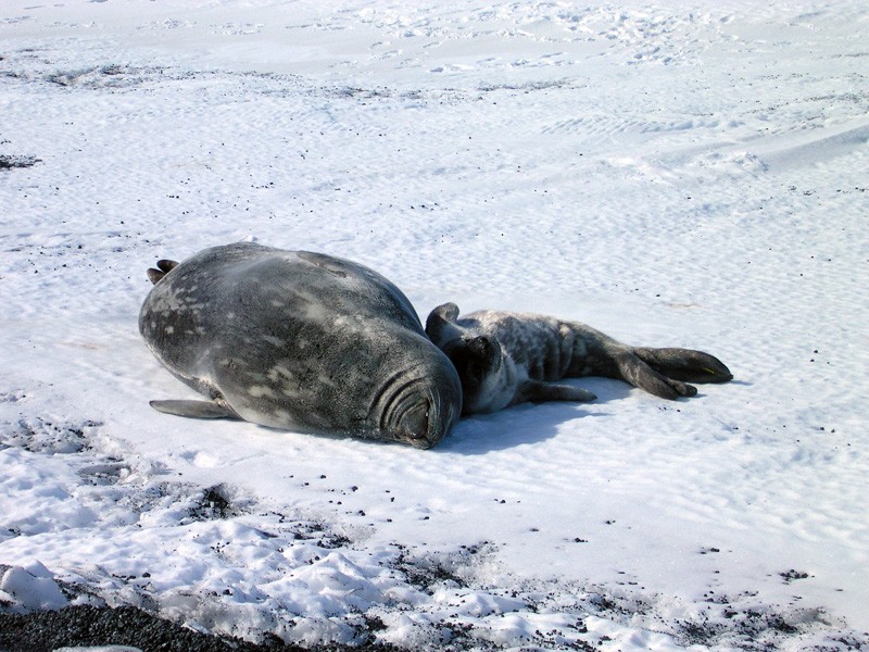 Mother and baby Weddell Seals lay on the frozen ice of McMurdo Sound