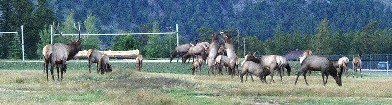 A herd of elk grazing on the YMCA grounds