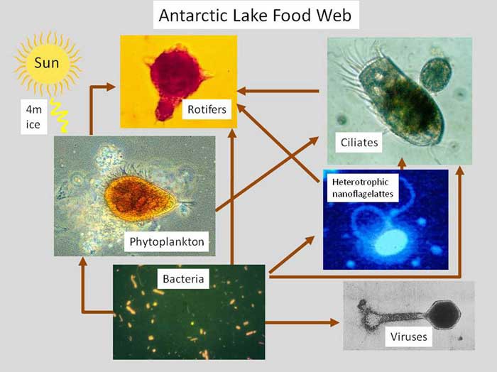 Figure 1. Schematic showing the microbially dominated foodweb