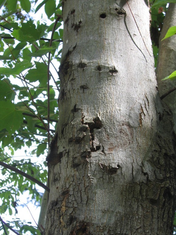 Red maple tree bole within Worcester's Bovenzi natural area