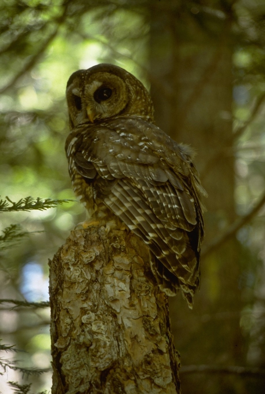 Northern Spotted Owl at the Andrews Forest