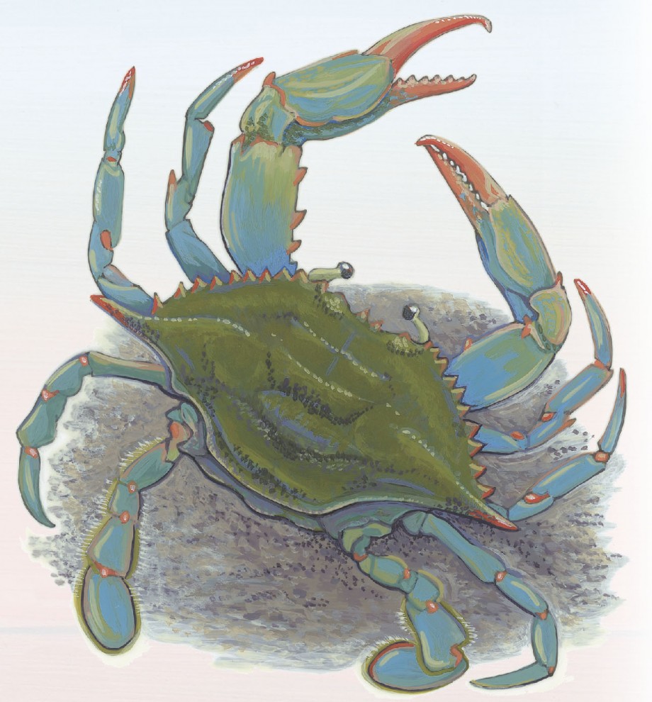 crab