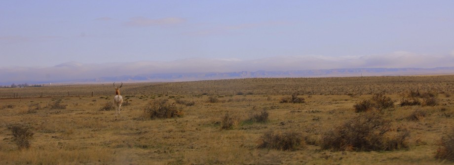 pronghorn antelope