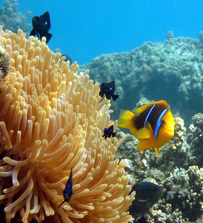 An adult orange-fin anemonefish and juvenile three-spot dascyllus on their share