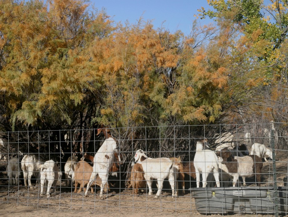 Browsing the Bosque illustration