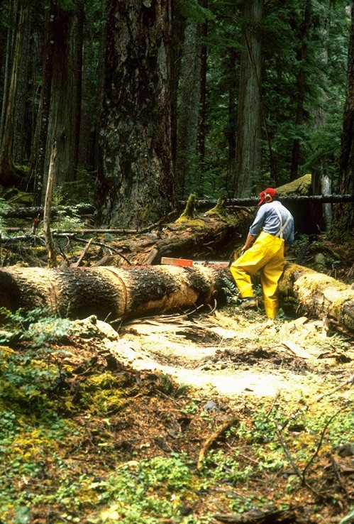 Logs were placed out in old-growth forests 20 years ago in the Andrews Forest. 