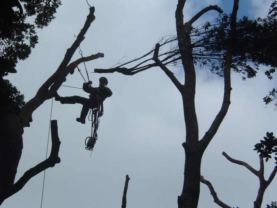 Local arborist trimming forest canopy