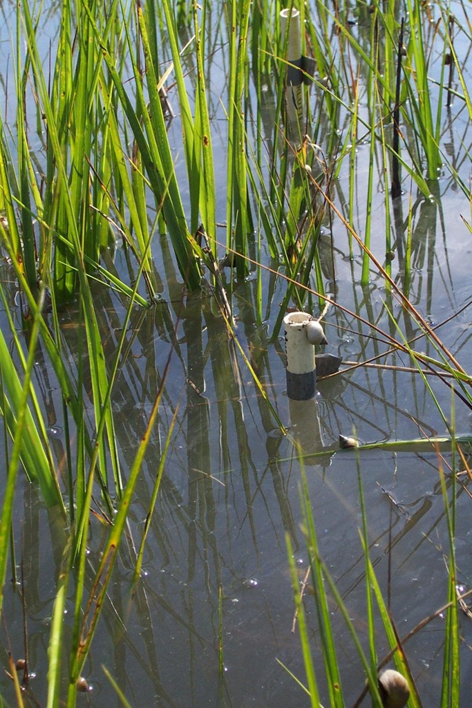 PVC pipe serve as artificial stems to anchor decaying plant material