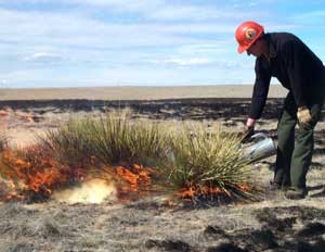 Fire Research in the Shortgrass Steppe.