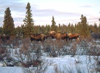 Wild Moose grazing in a shrub community in winter