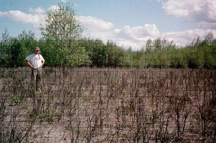 BNZ investigator Karl Olson standing knee-high in a shrub community