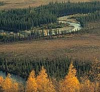 Bonanza Creek winds through miles of forest; beneath is a thriving underground w