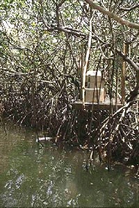 Figure 5: A permanent water sampling station in an Everglades mangrove estuary.
