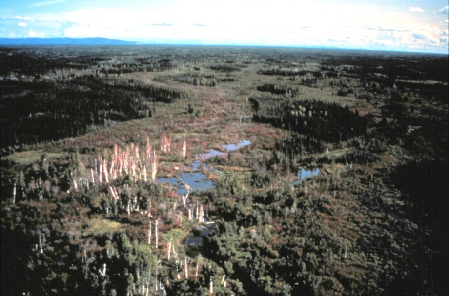 Typical northern floodplain forest of interior Alaska