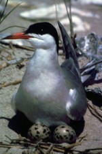 Figure 3. Common Tern