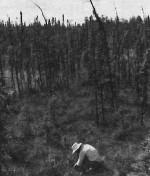 Muskeg, or grassy bog, underlain by permafrost, with stunted black spruce.