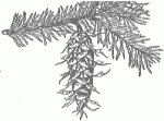 Pine cone illustration