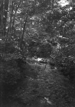 Coweeta Creek, the largest stream on the site