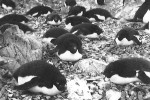 Nesting Adelie penguins
