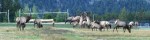 A herd of elk grazing on the YMCA grounds