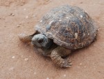 A male box turtle who has had run-ins with a predator
