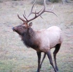 Elk are a familiar sight at Estes Park in the fall