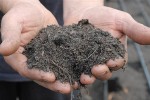 Sensitive soils: increasing temperatures are likely to release more carbon