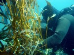 Scuba diver measures giant kelp biomass in permanent long-term underwater resear