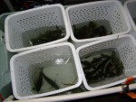 sorted fish