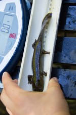 Measuring Giant Salamander