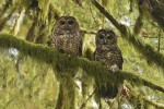 Pair of Spotted Owls