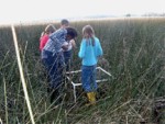 Students measuring marsh grasses