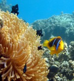 An adult orange-fin anemonefish and juvenile three-spot dascyllus on their share