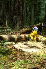 Logs were placed out in old-growth forests 20 years ago in the Andrews Forest. 