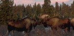 Moose closeup