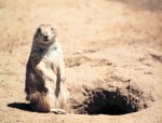 The black-tailed prairie dog (Cynomys ludovicianus)