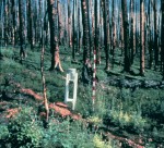 Recently burned upland white spruce