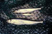 Rainbow Smelt. The large fish is about 15 cm in length. 