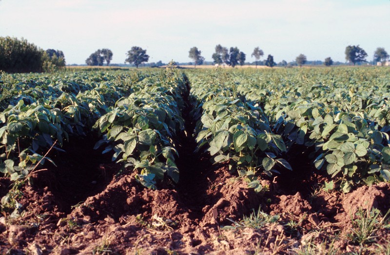 A soybean field