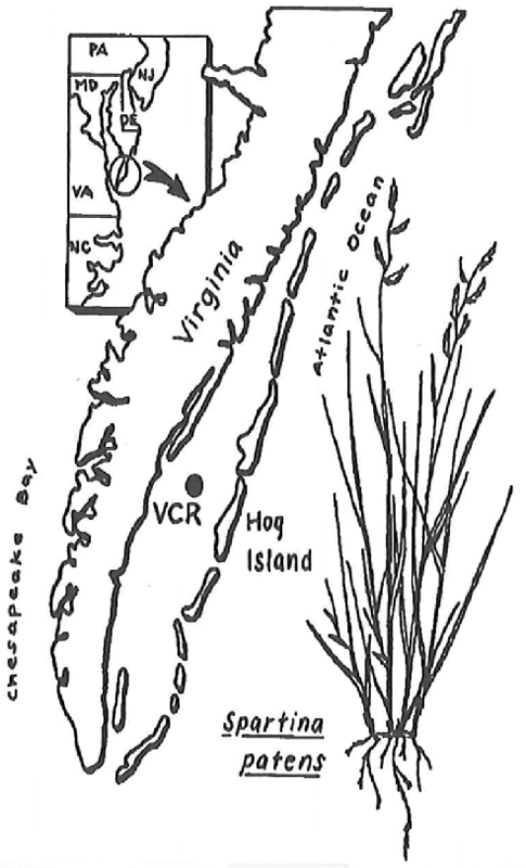 Virginia Coast Reserve